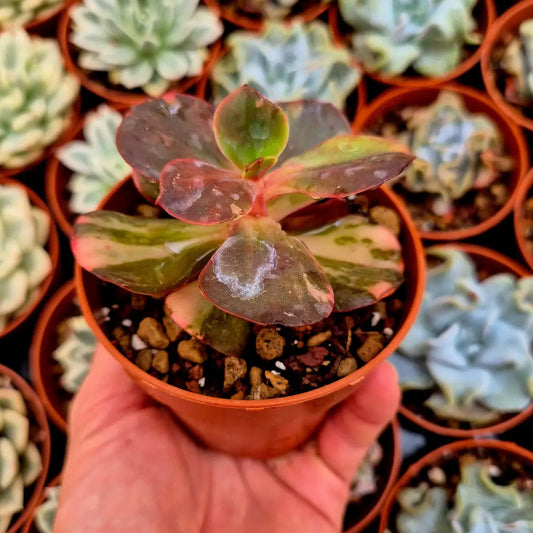 Echeveria ’Prima Donna’ variegada