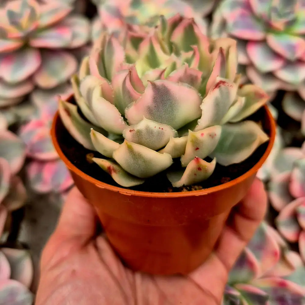 Echeveria ’Purple Butterfly’ variegada
