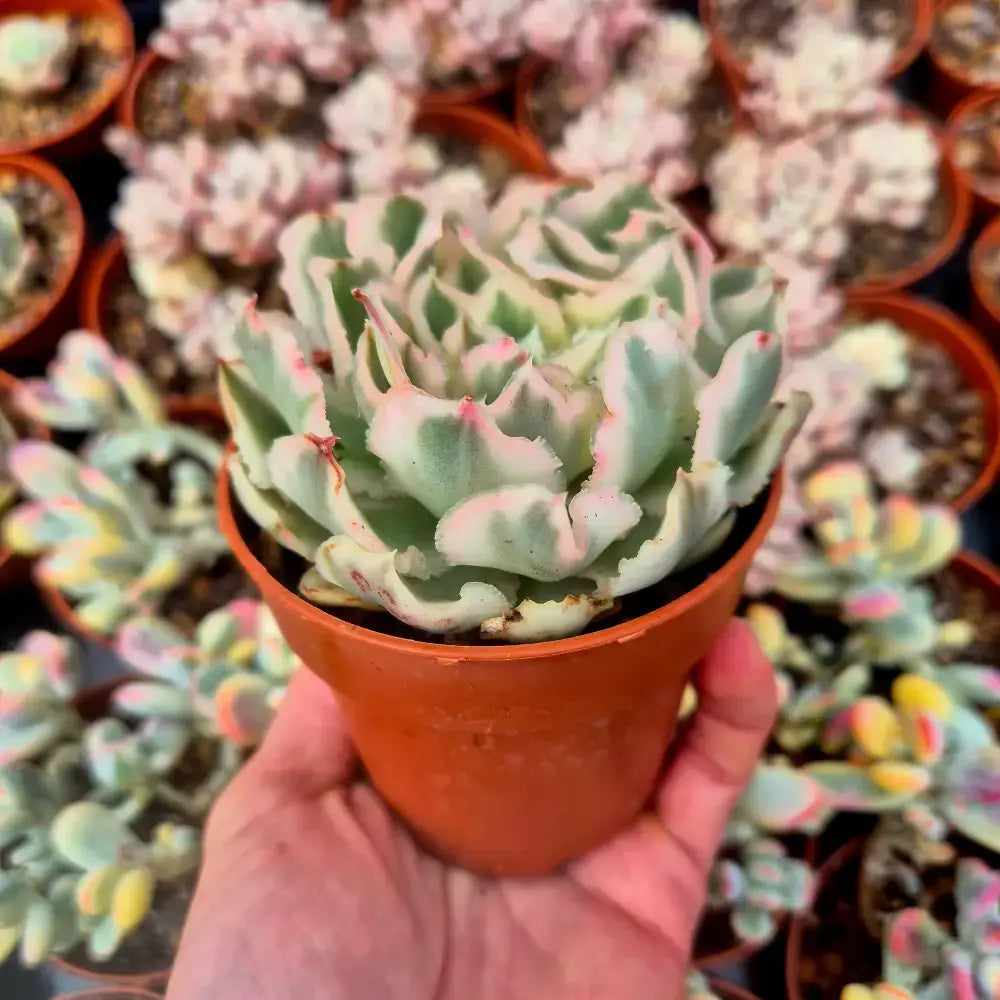 Echeveria ’Purple Butterfly’ variegada