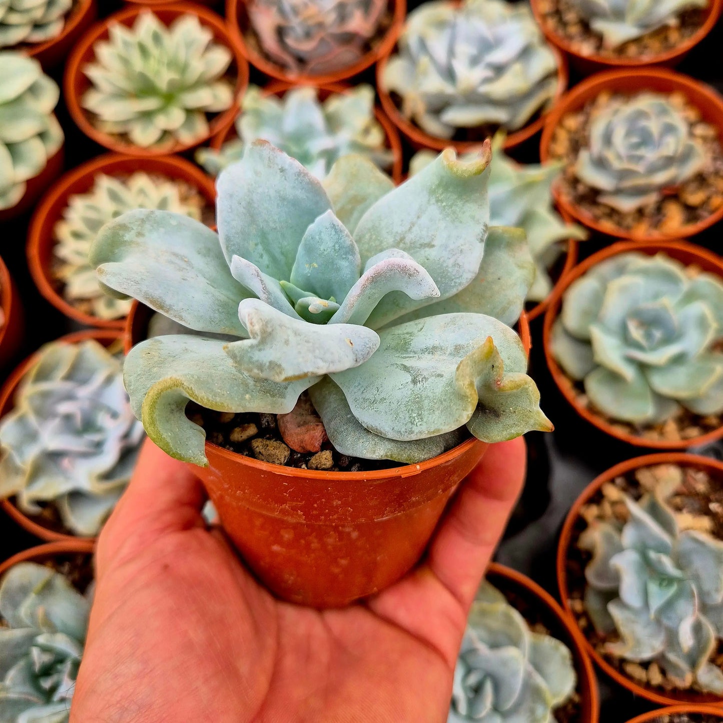Echeveria ’Queen Crown’