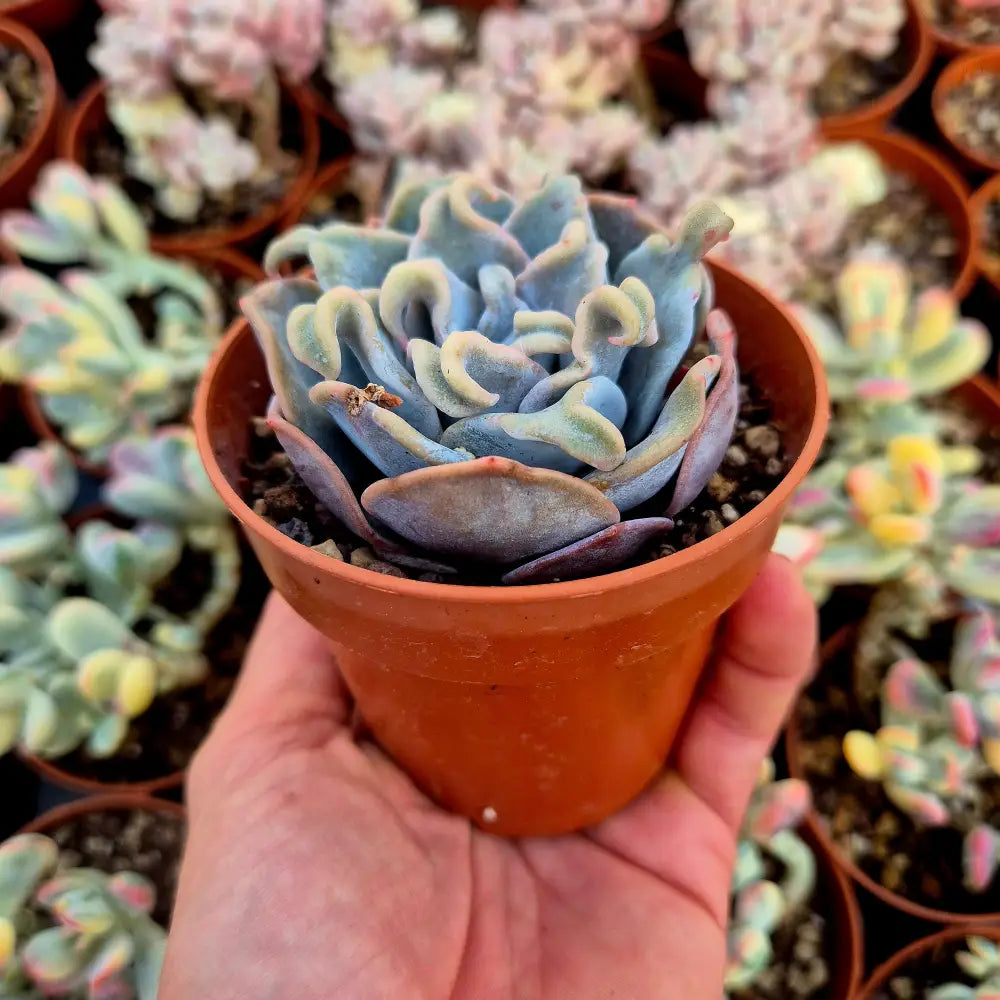 Echeveria ’Queen Crown’