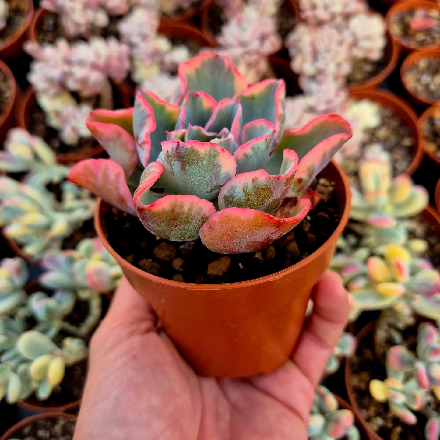 Echeveria ’Raindrops’ variegada