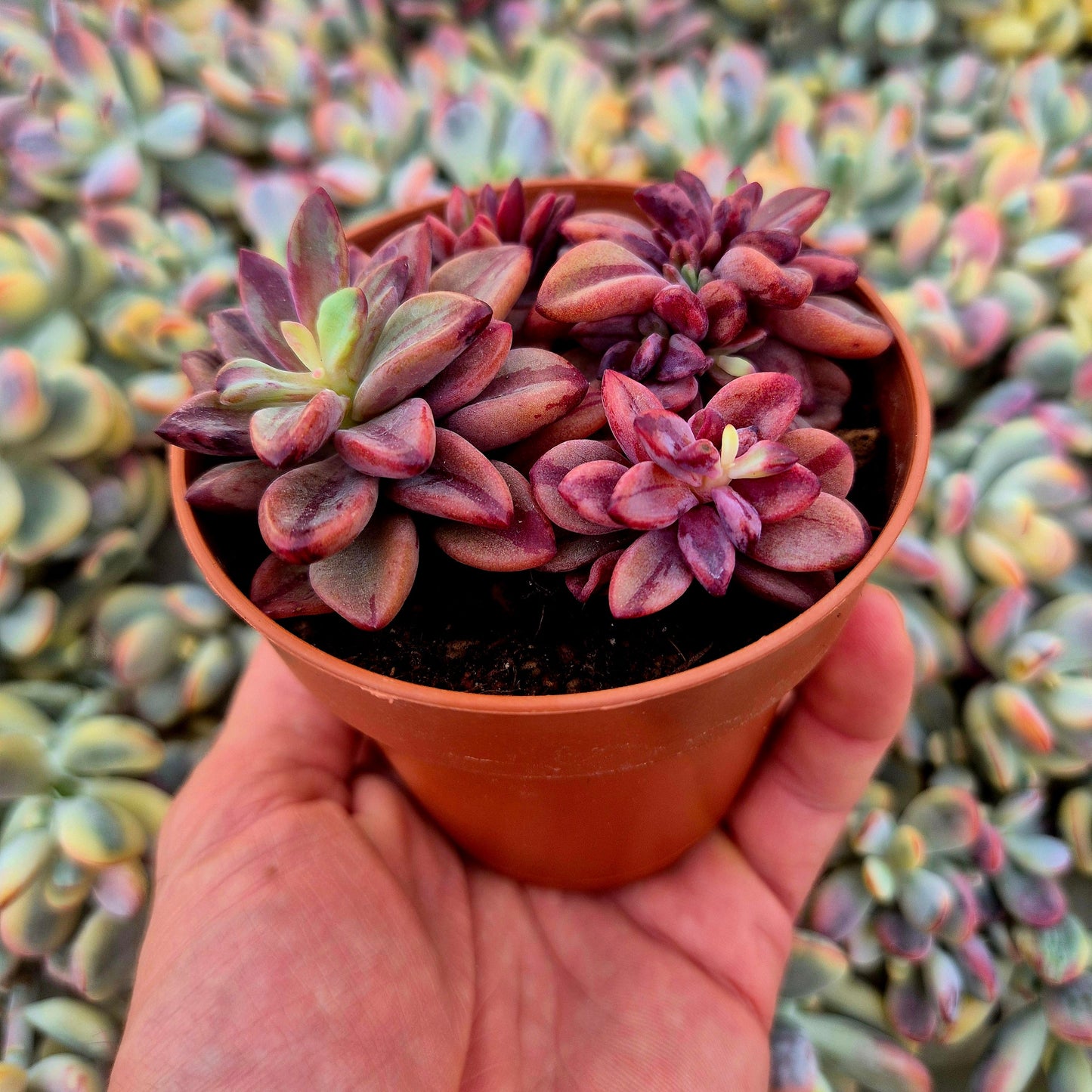 Echeveria ’Rezry’ variegada