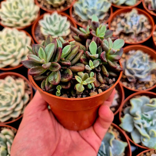 Echeveria ’Rezry’ variegada