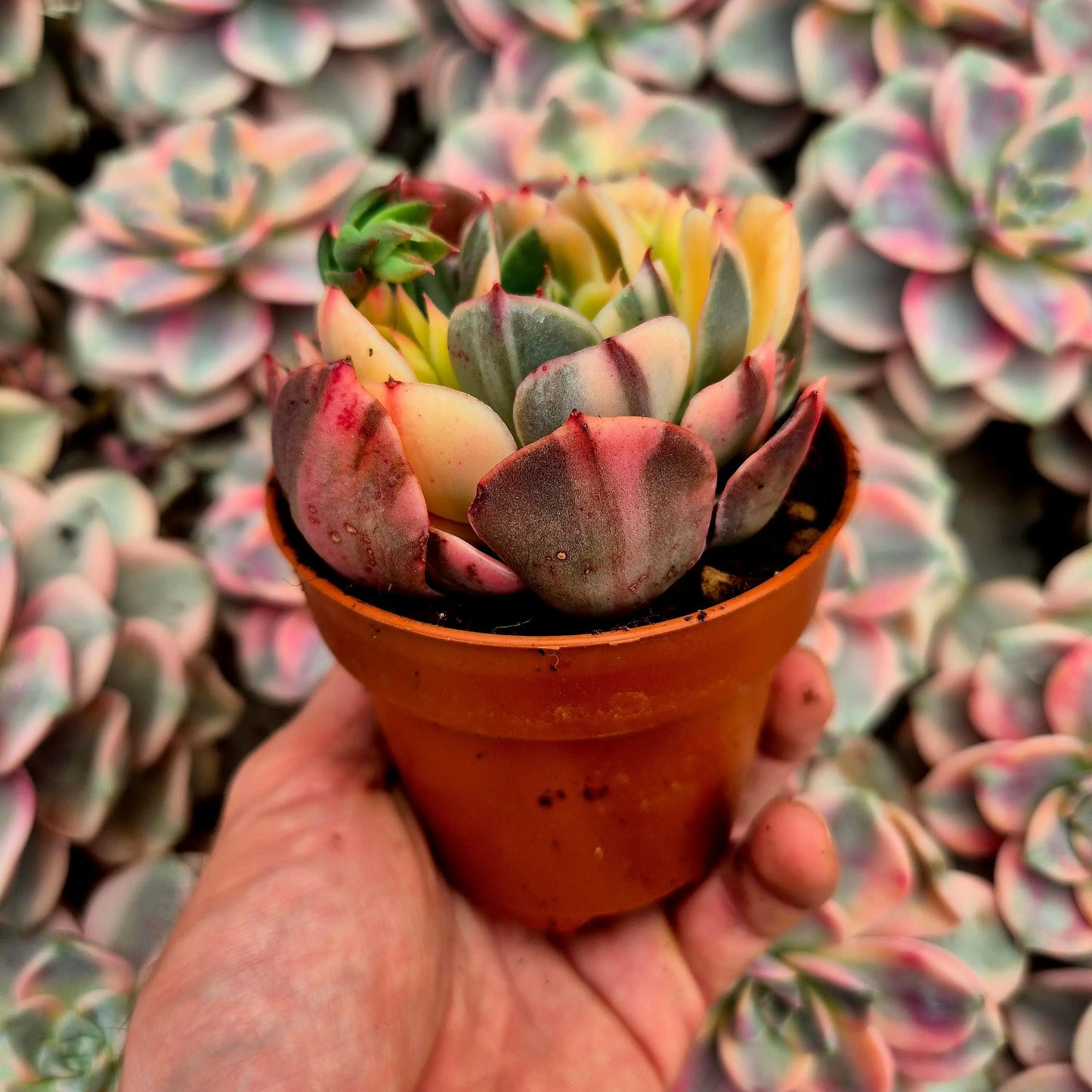 Echeveria ’Riyadh’ variegada