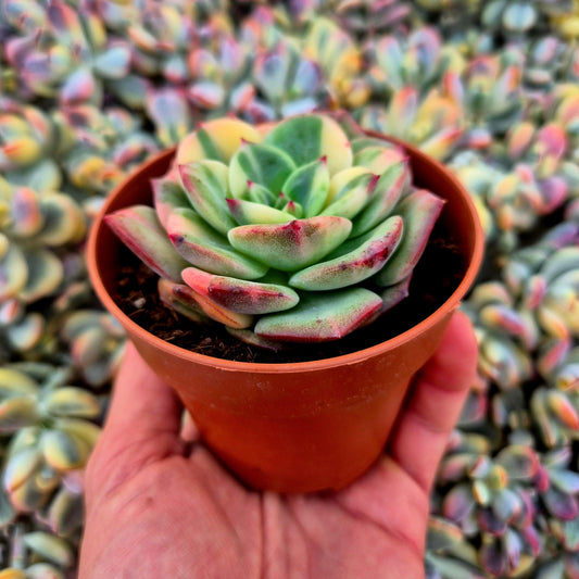 Echeveria ’Salmon’ variegada