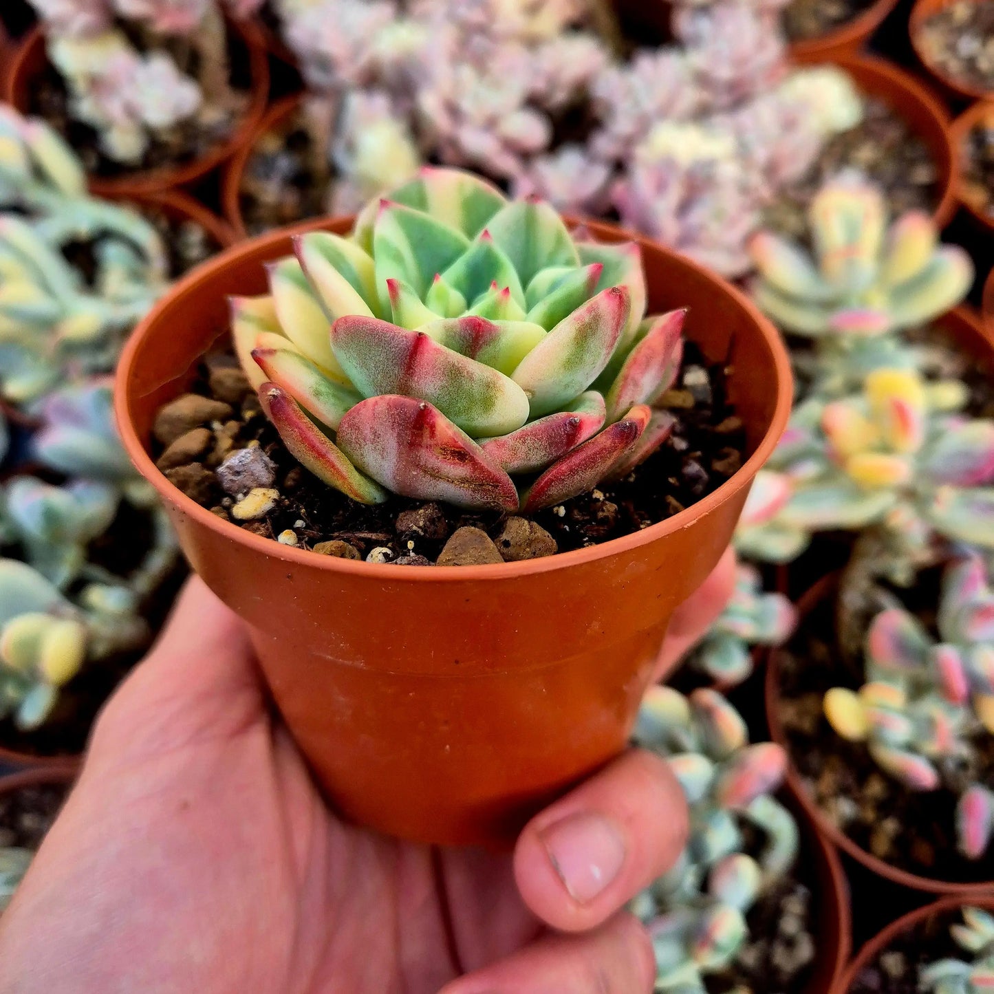 Echeveria ’Salmon’ variegada