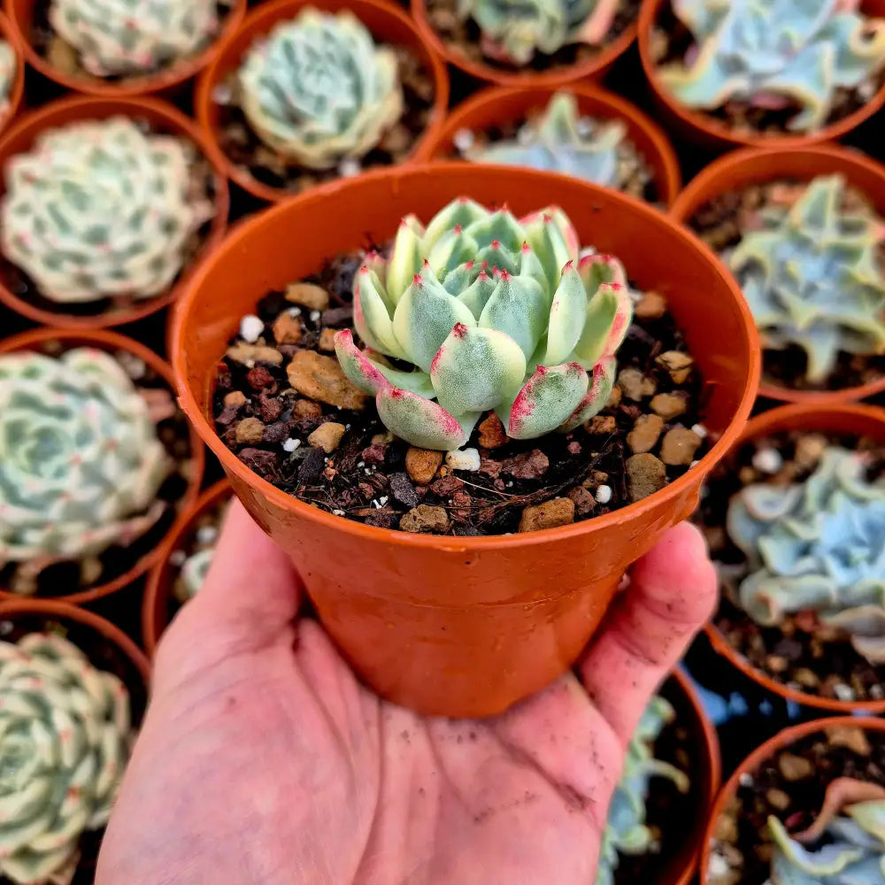 Echeveria ’Sarahime Boitan’ variegada