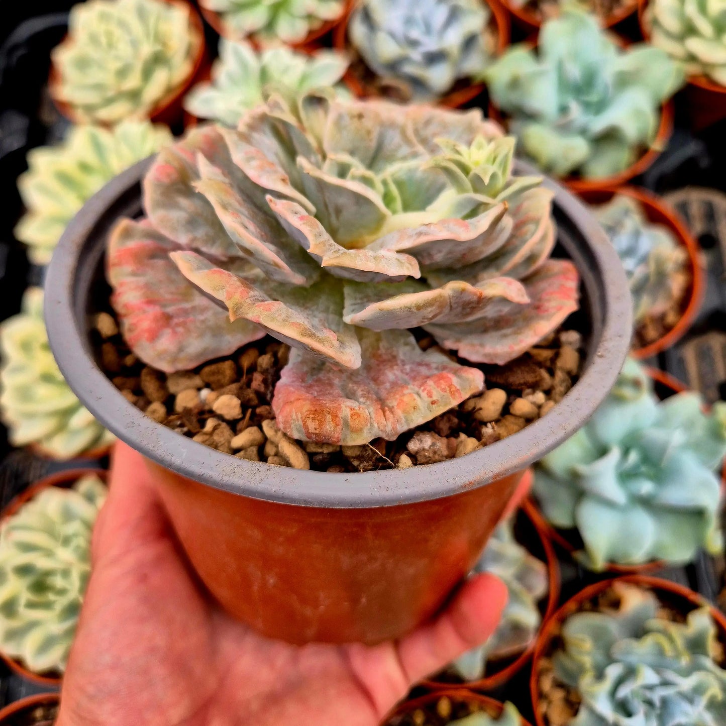 Echeveria ’Scarlet Witch’ variegada
