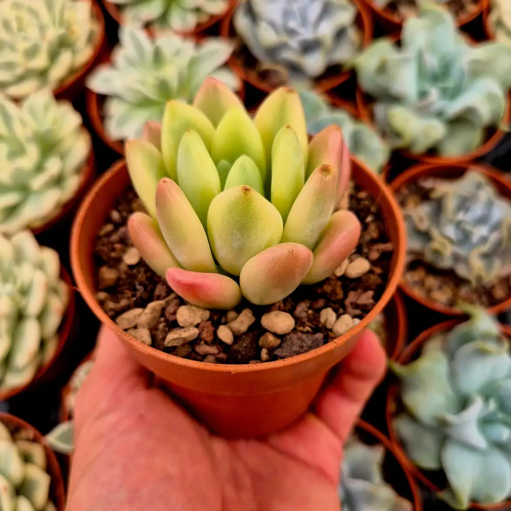Echeveria “Spotted Deer” variegada