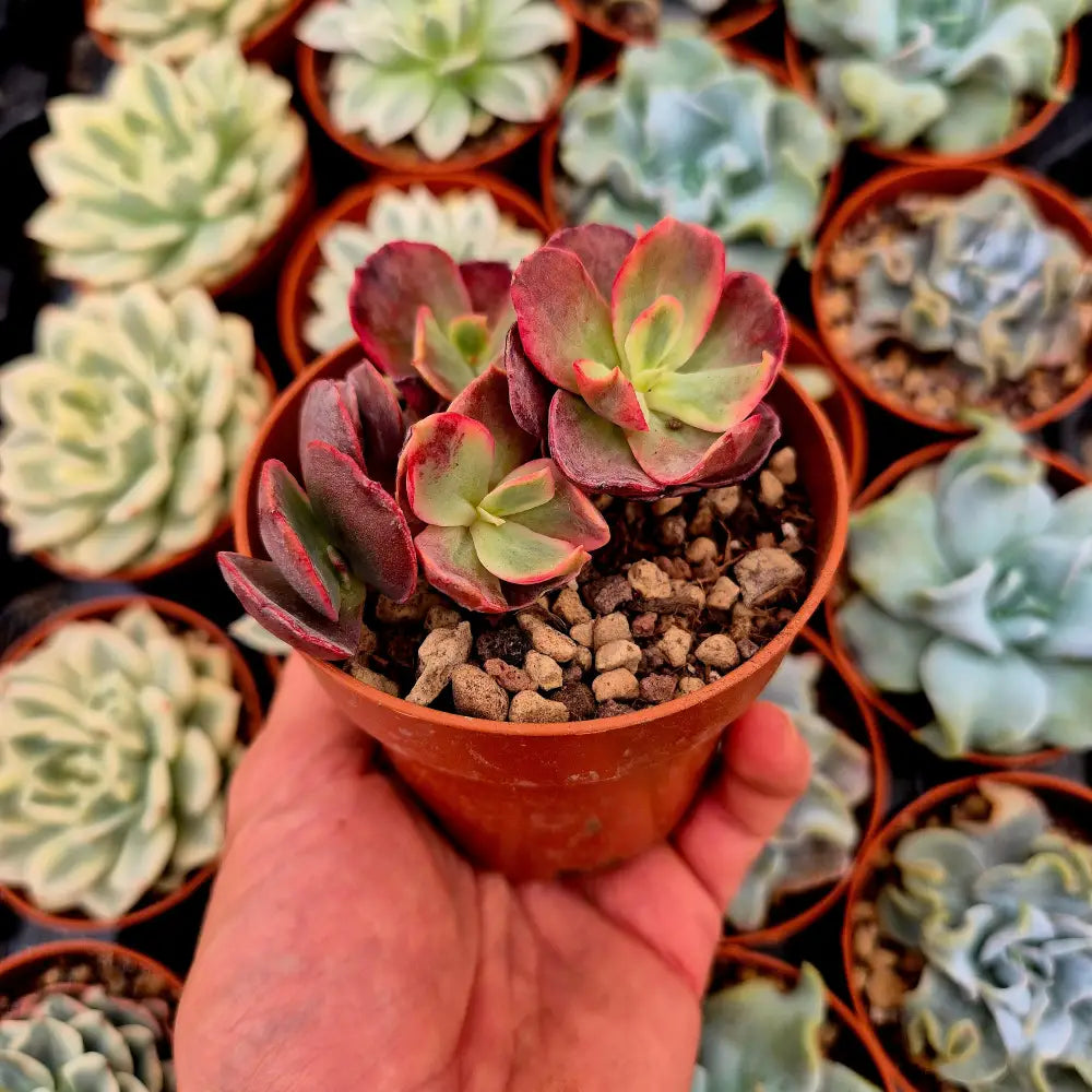 Echeveria ’Suyon’ variegada
