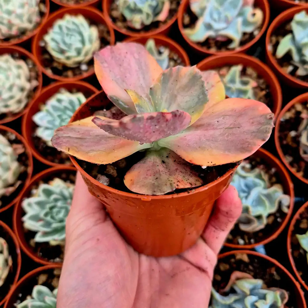 Echeveria ’Suyon’ variegada rainbow