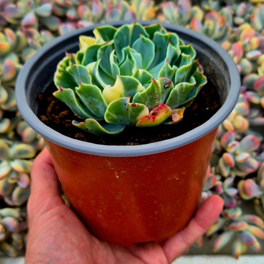 Echeveria ’Tsunami’ variegada