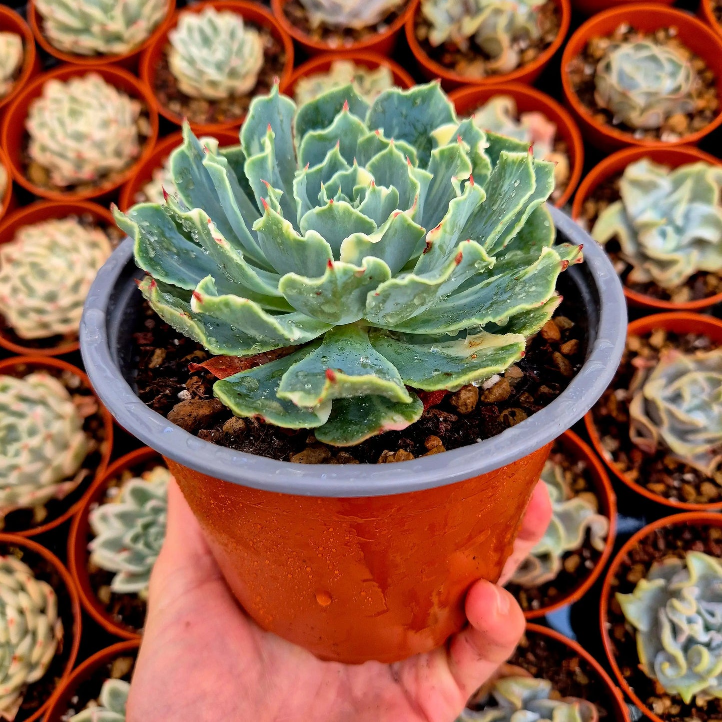 Echeveria ’Tsunami’ variegada