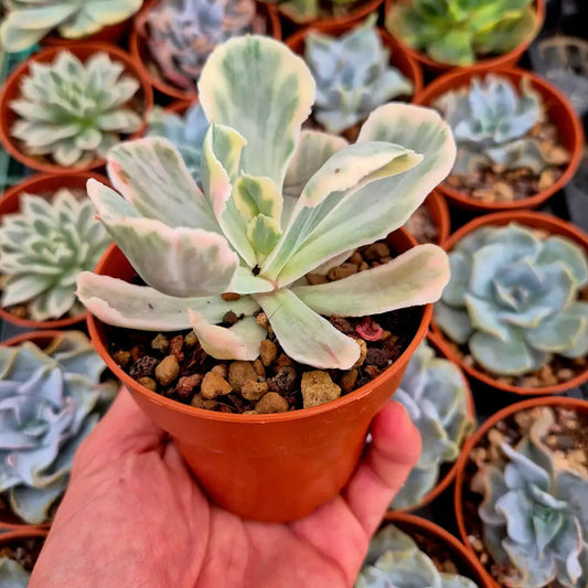 Echeveria ’White Angel’ variegada