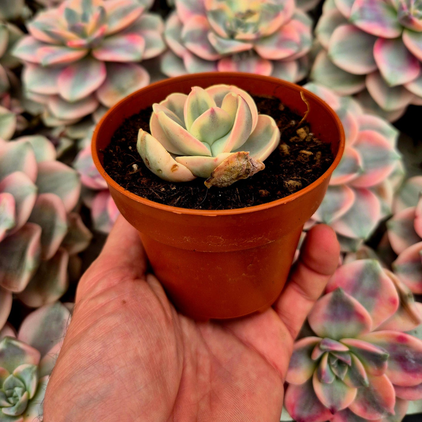 Echeveria ’White Suyon’ variegada