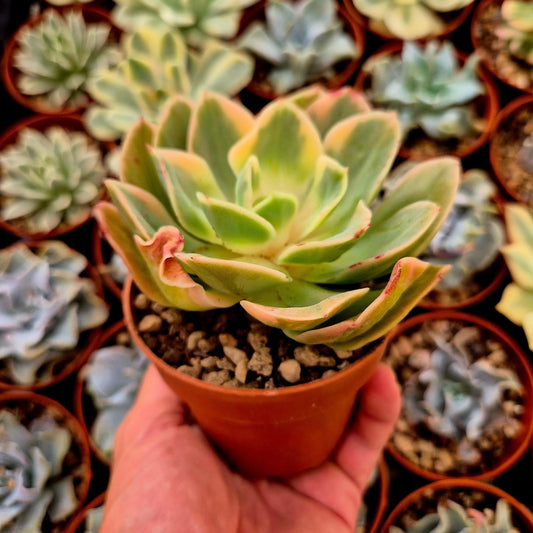 Echeveria ’Xing Na Ta’ variegada