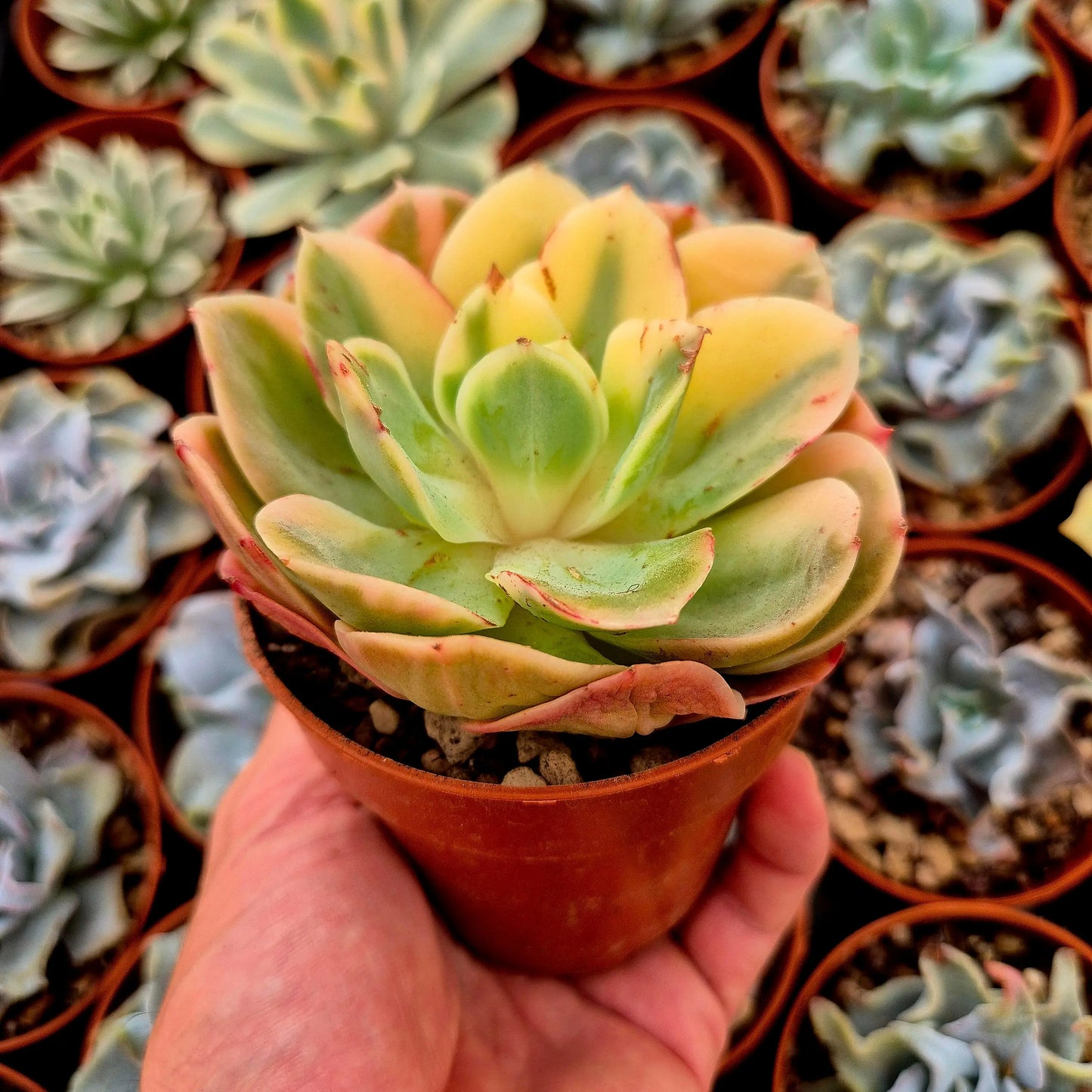 Echeveria ’Xing Na Ta’ variegada
