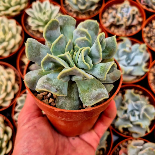 Echeveria ’Yun Yao’