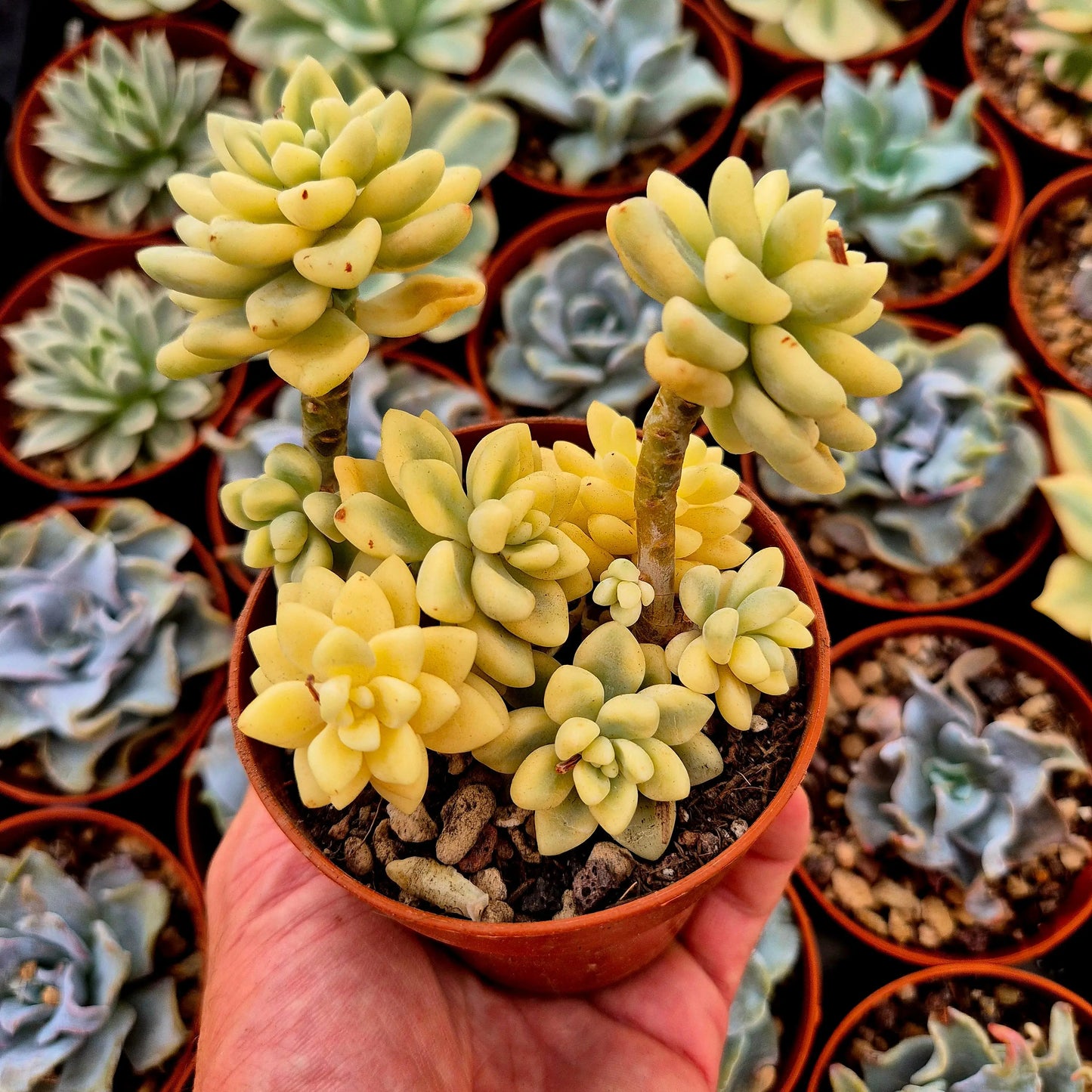 Graptopetalum mendozae variegado