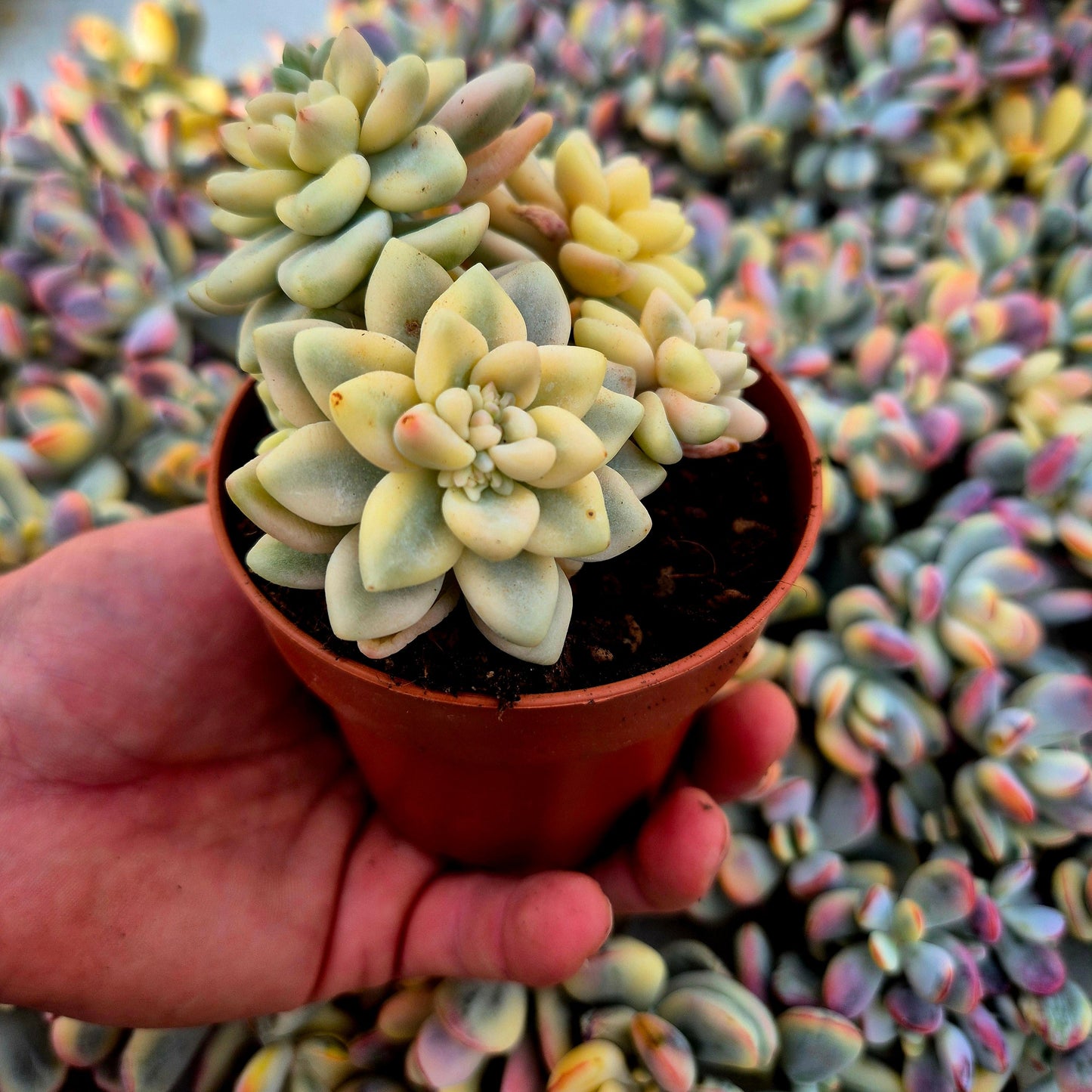 Graptopetalum mendozae variegado