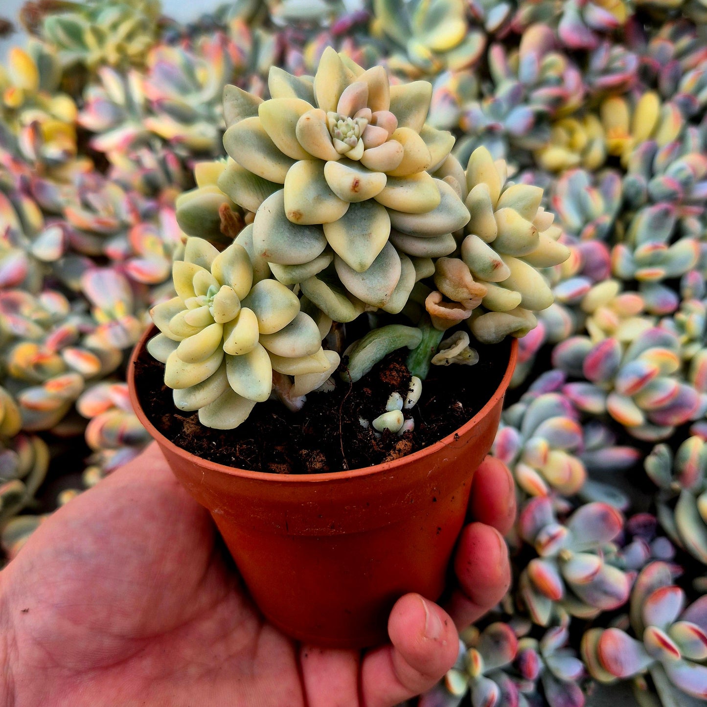Graptopetalum mendozae variegado