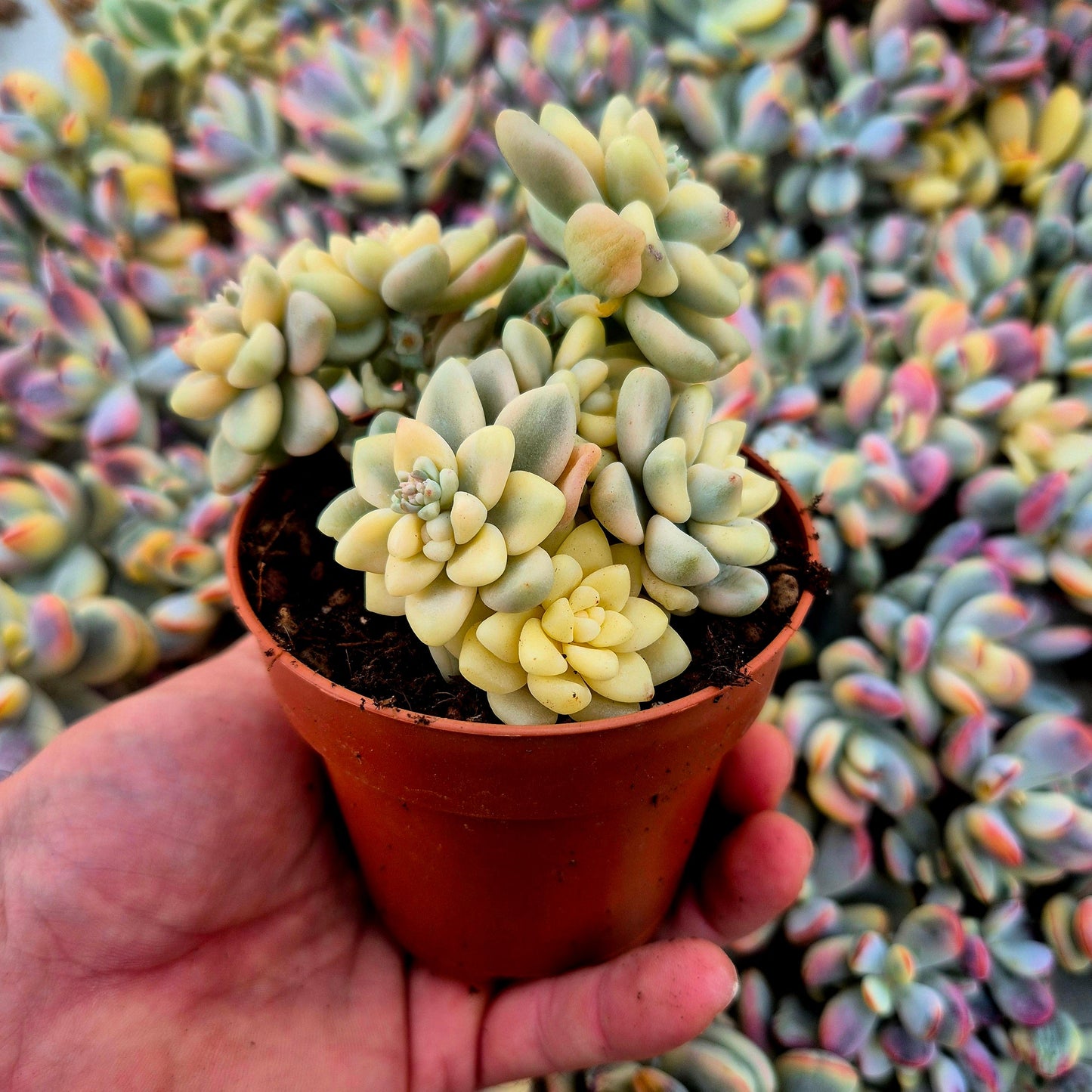Graptopetalum mendozae variegado