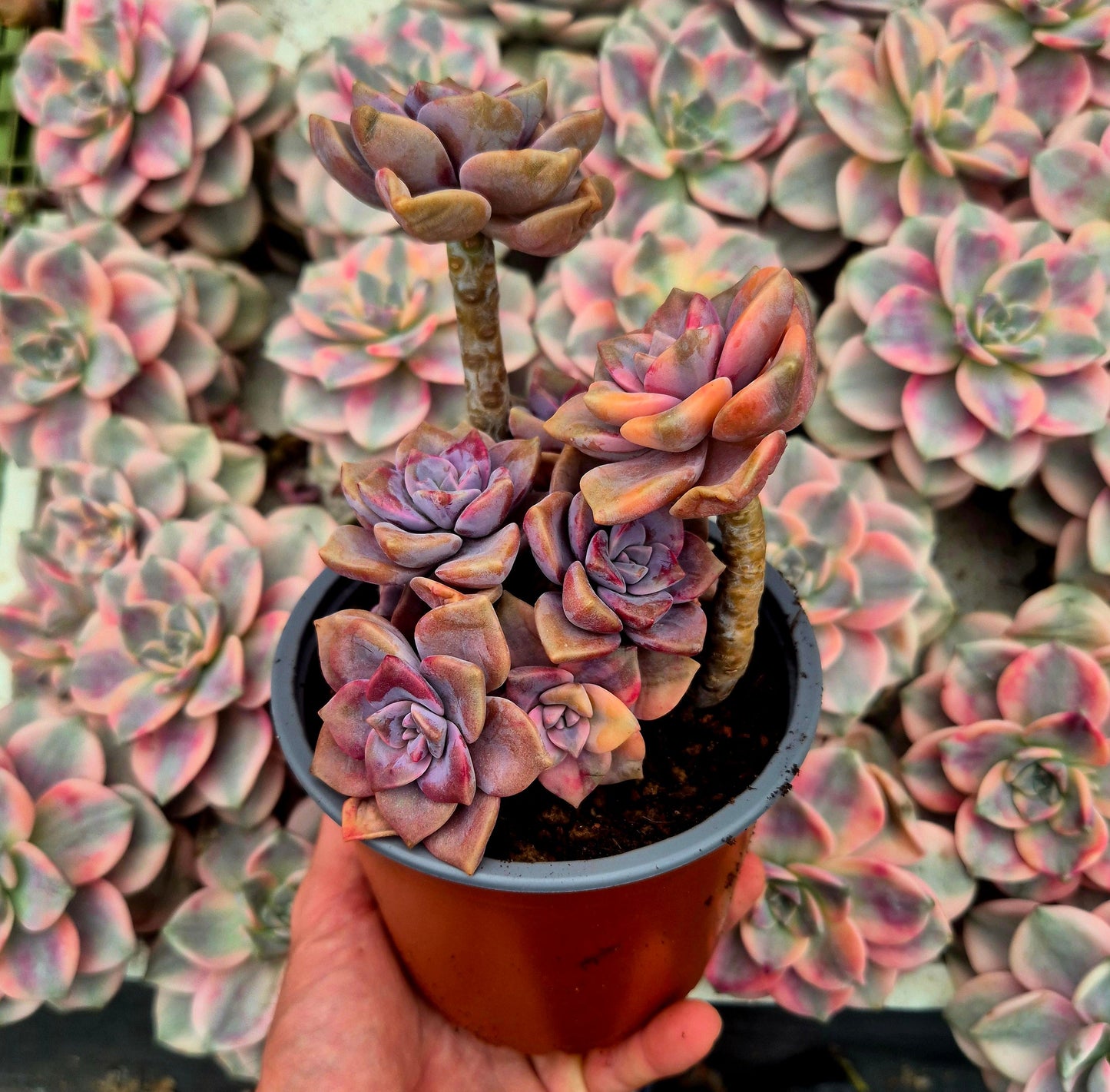 Graptopetalum ’Snow White’ variegado