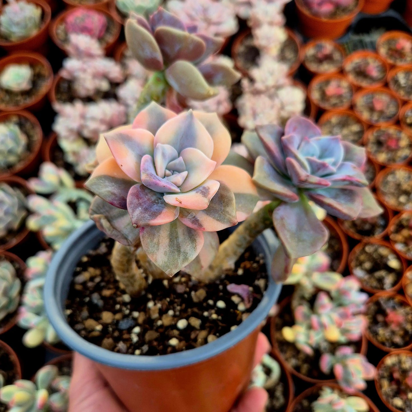Graptopetalum ’Snow White’ variegado