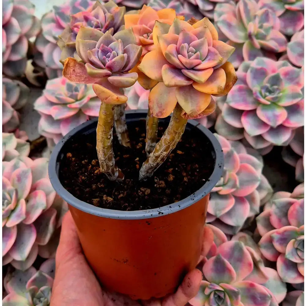 Graptopetalum ’Snow White’ variegado