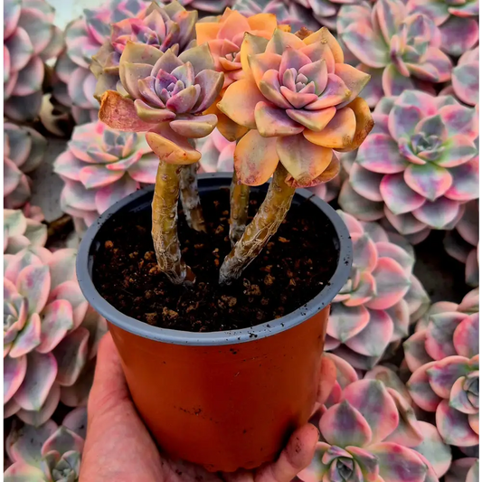 Graptopetalum ’Snow White’ variegado