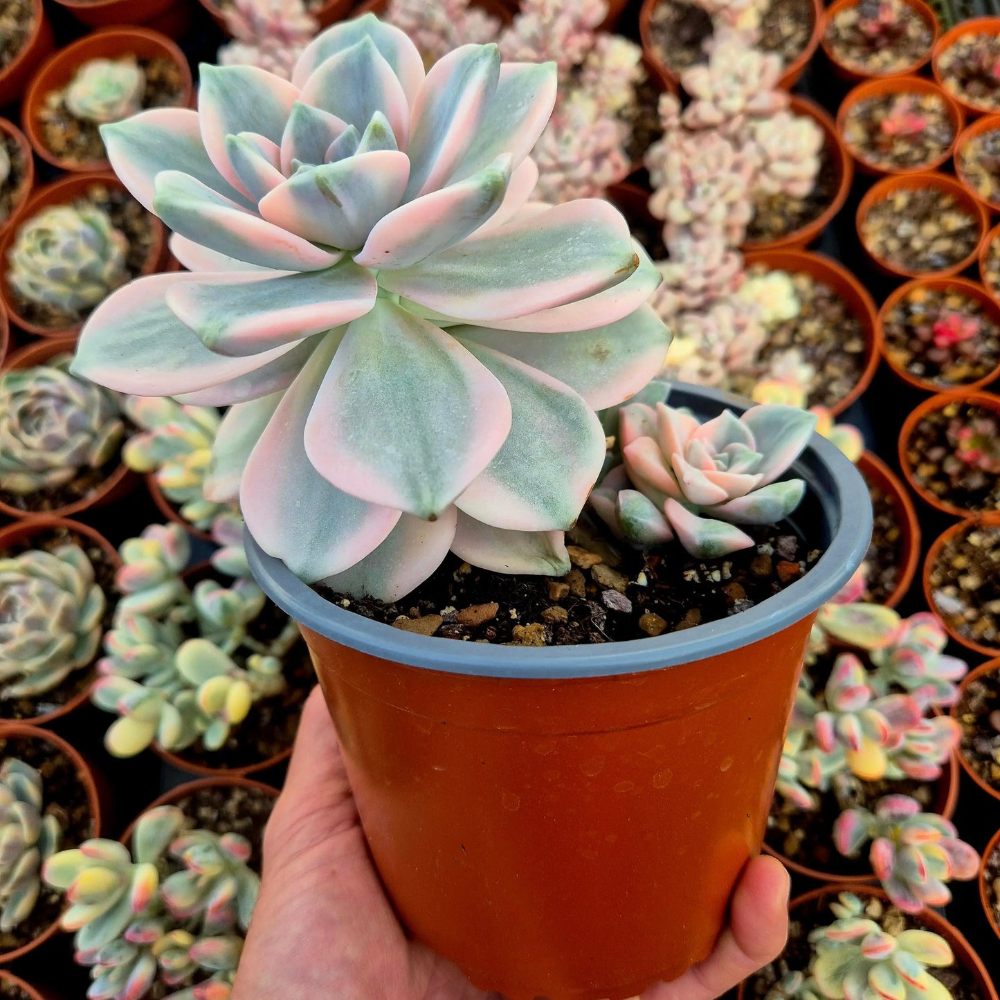 Graptopetalum ’Snow White’ variegado XXL