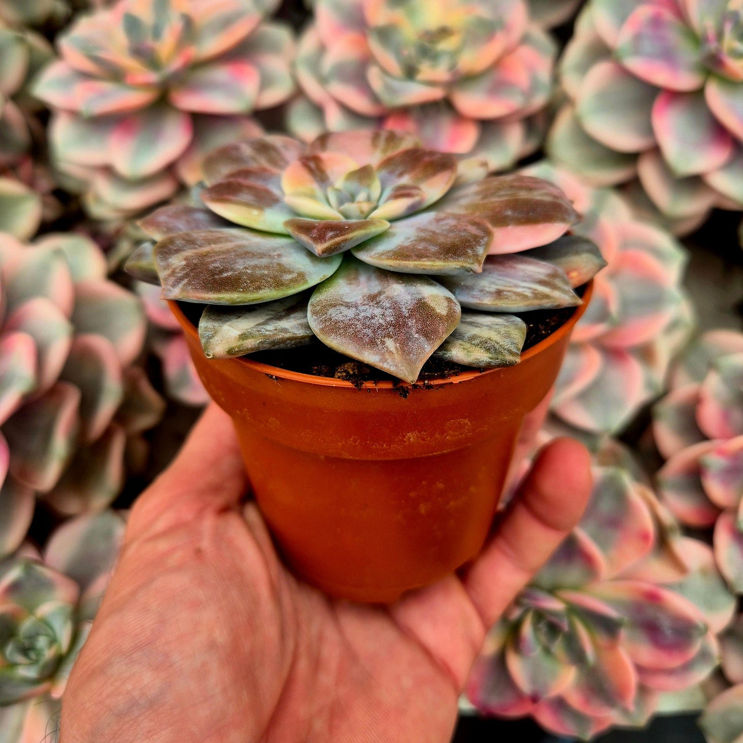 Graptopetalum ’Superbum’ variegado