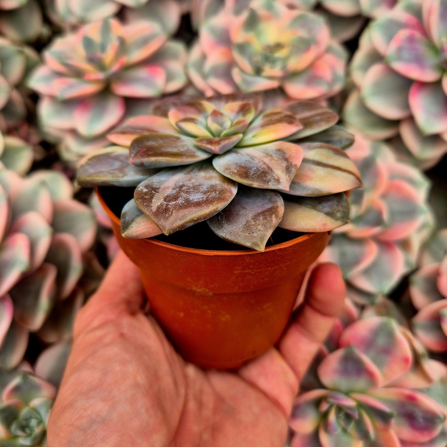 Graptopetalum ’Superbum’ variegado