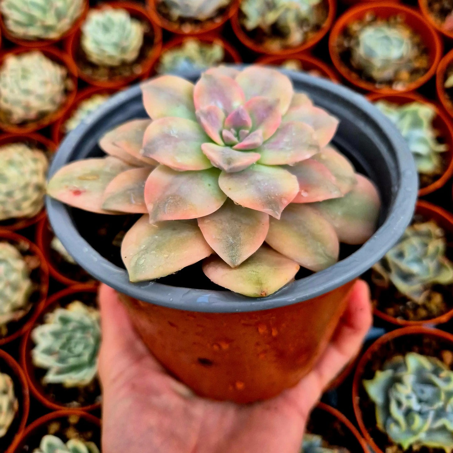 Graptopetalum ’Superbum’ variegado
