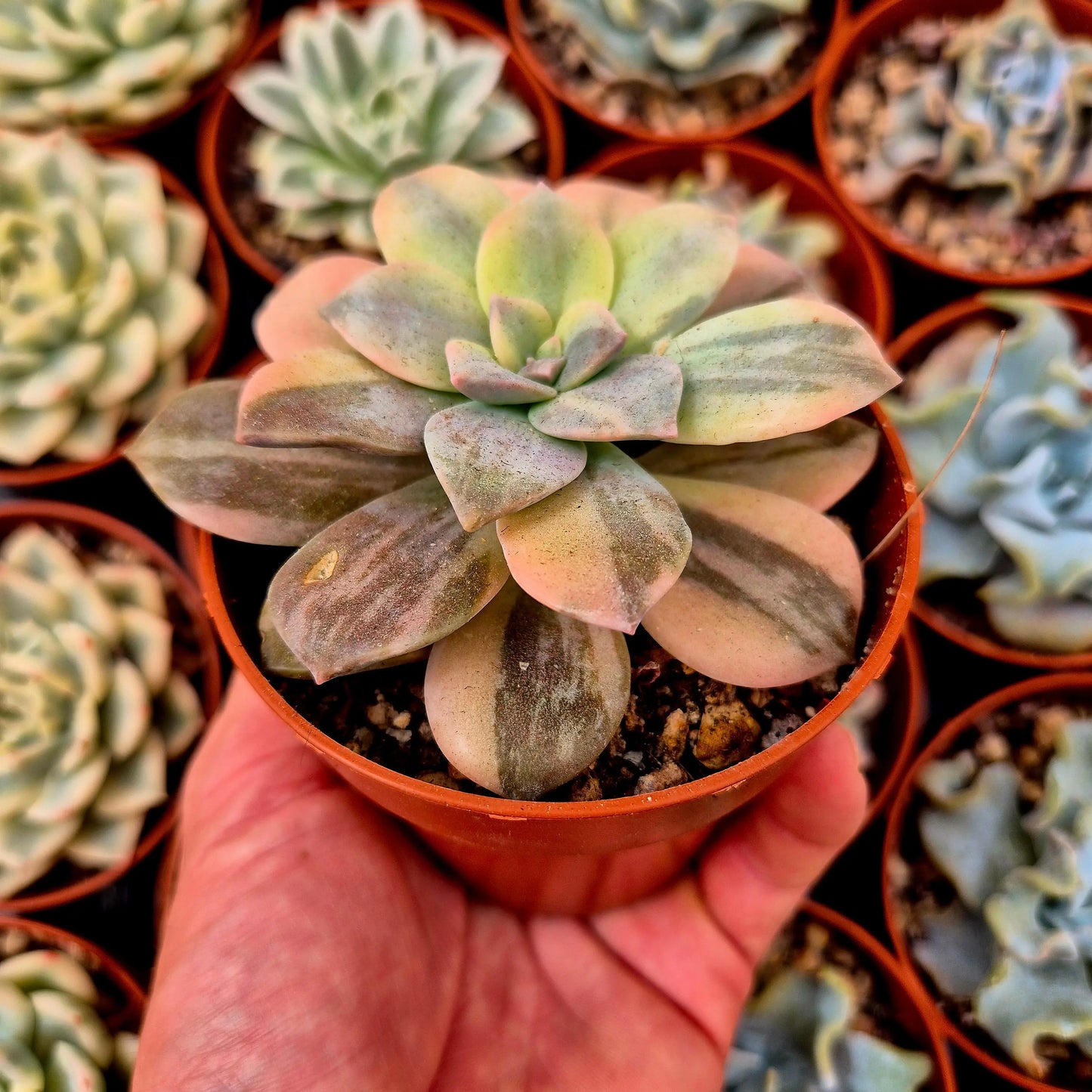 Graptopetalum ’Superbum’ variegado