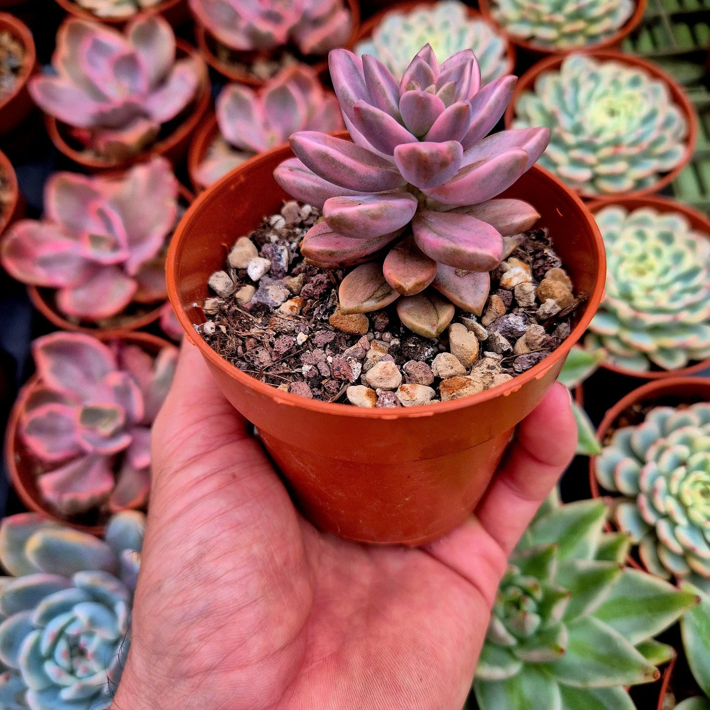 Graptosedum ’Bronze’ variegado