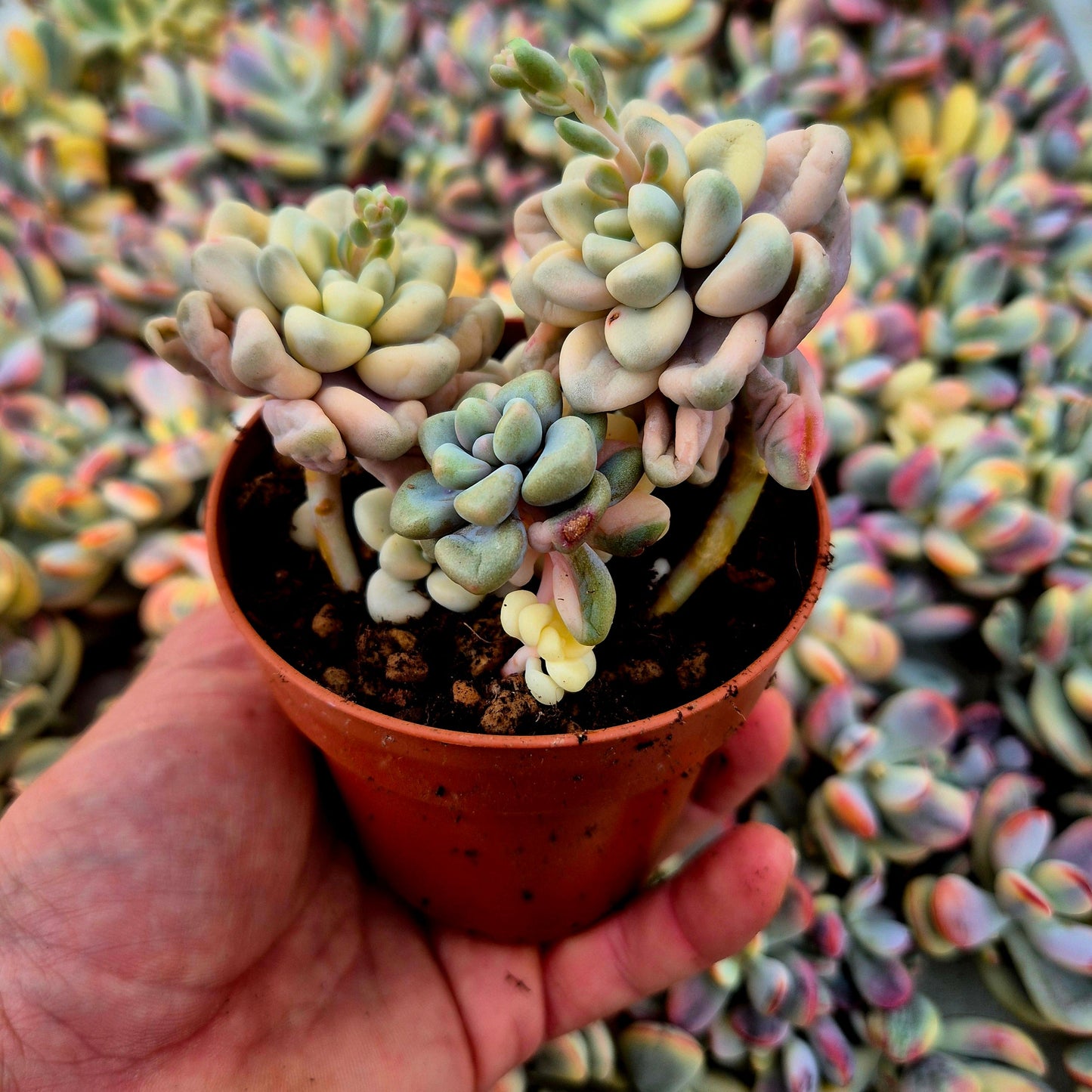 Graptosedum ’Ellen’ variegado