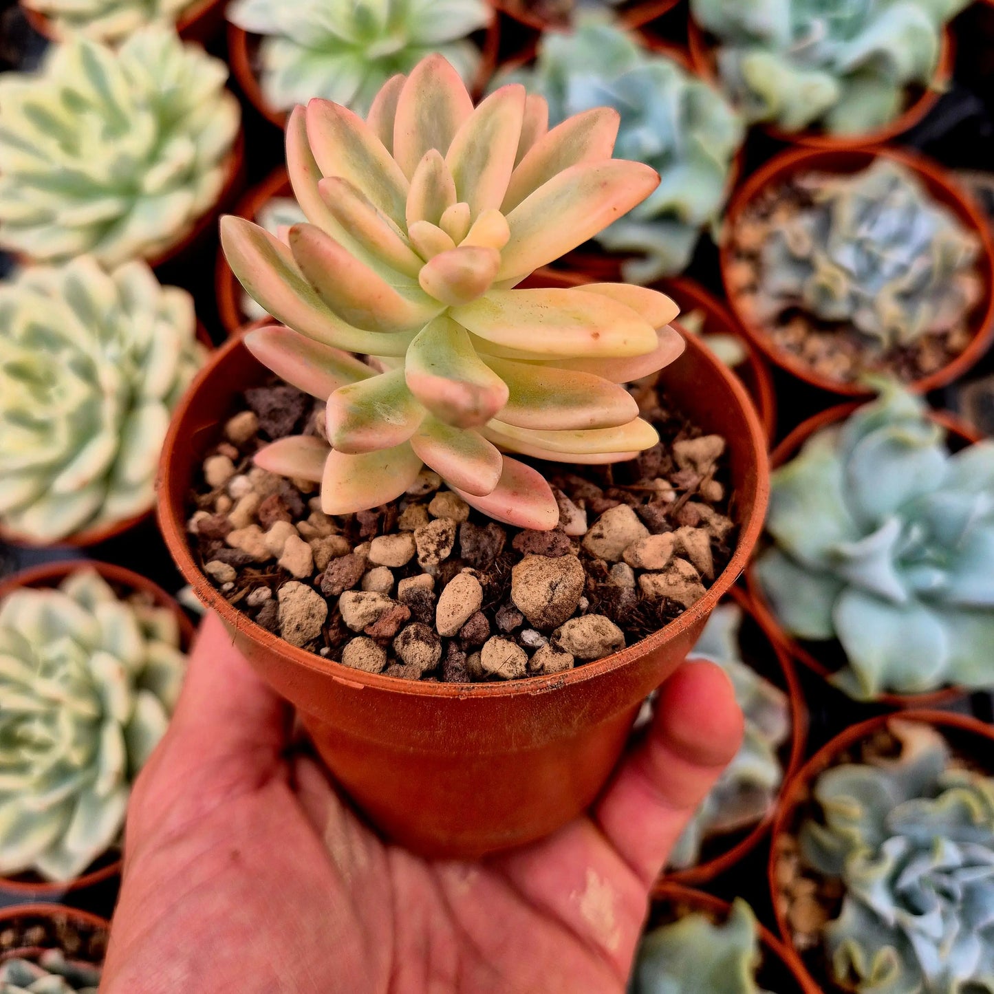 Graptosedum ’Francesco Baldi’ variegado