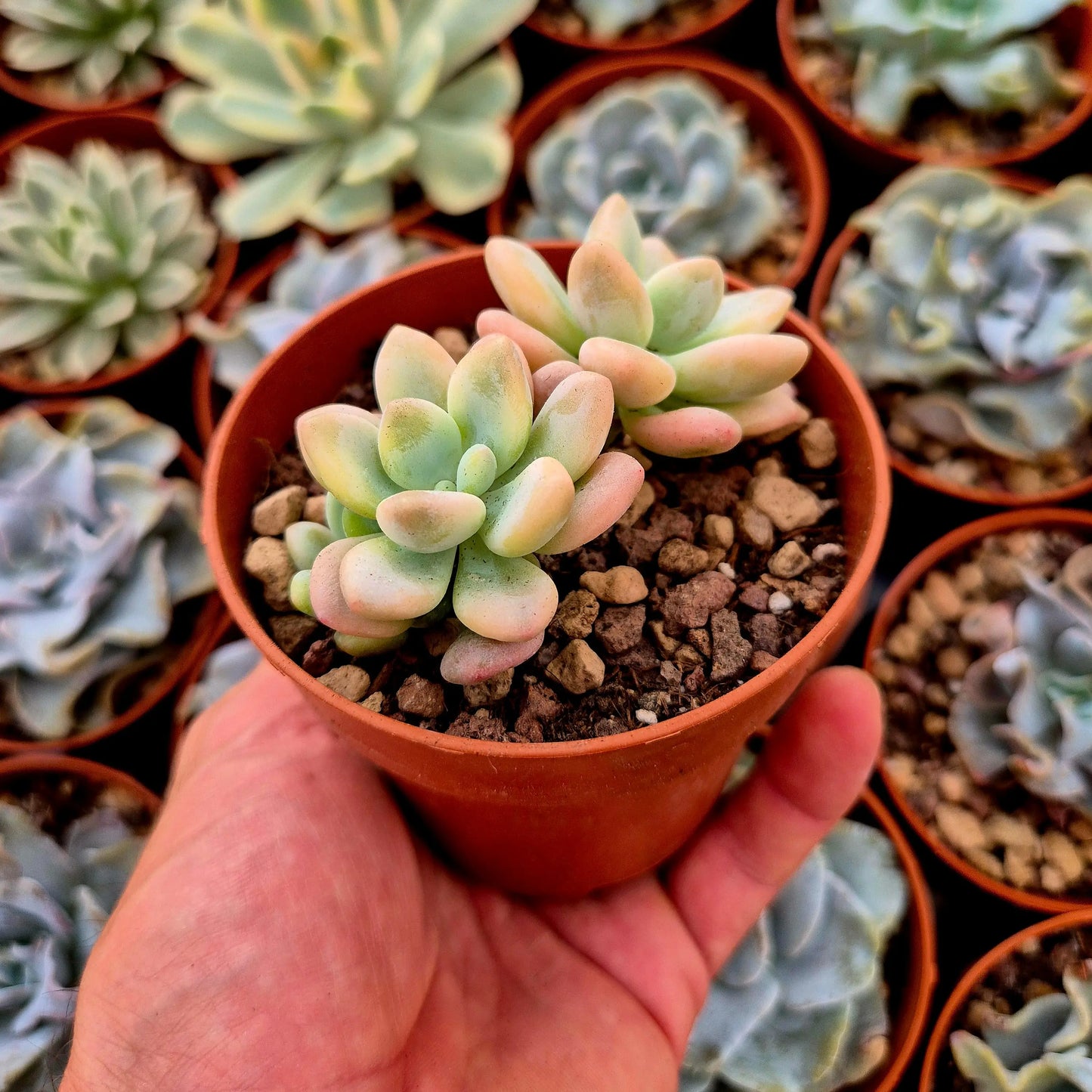 Graptosedum ’Luoshen’ variegado