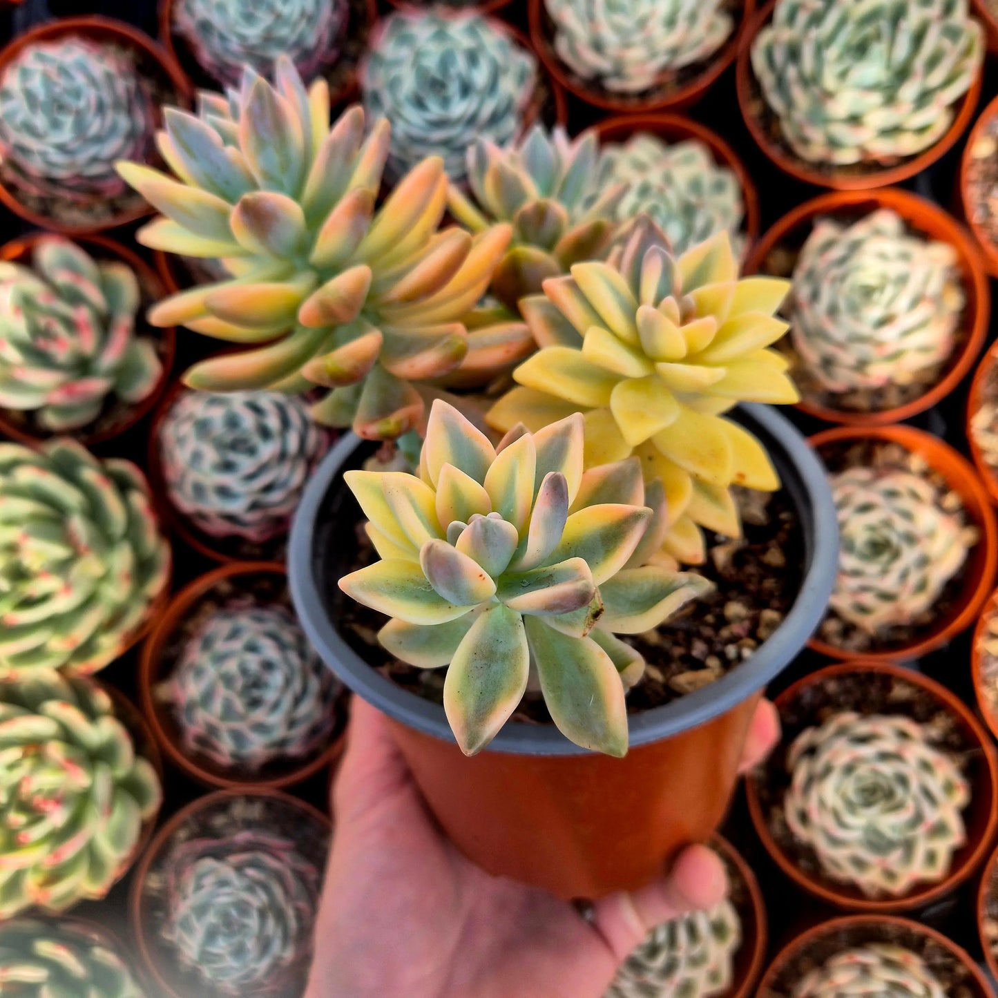 Graptosedum ’White Ghosty’ variegado
