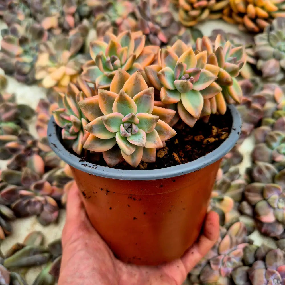 Graptosedum ’White Ghosty’ variegado