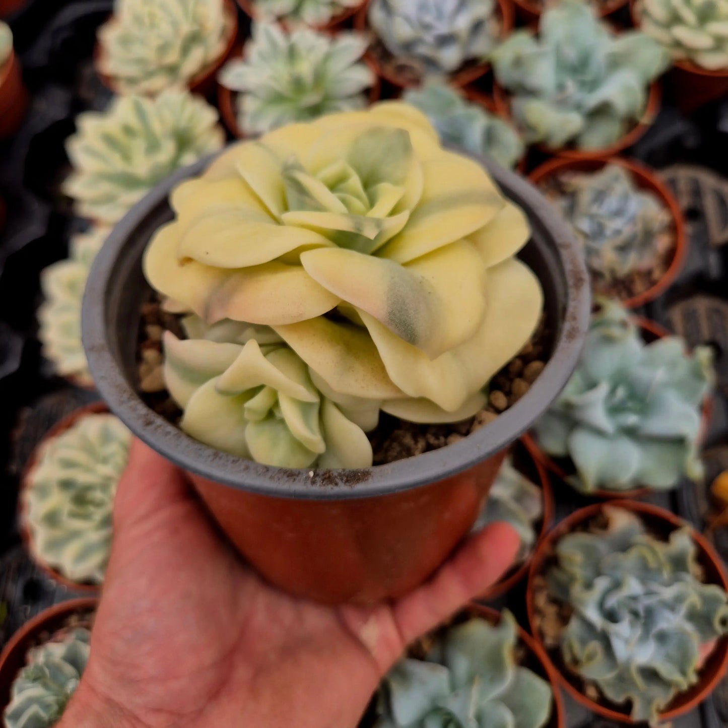 Graptoveria ’Harry Watson’ variegada
