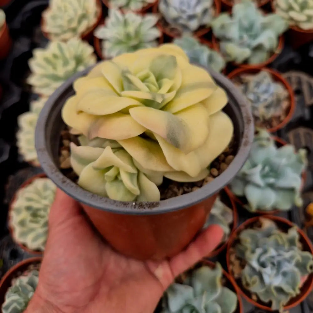 Graptoveria ’Harry Watson’ variegada