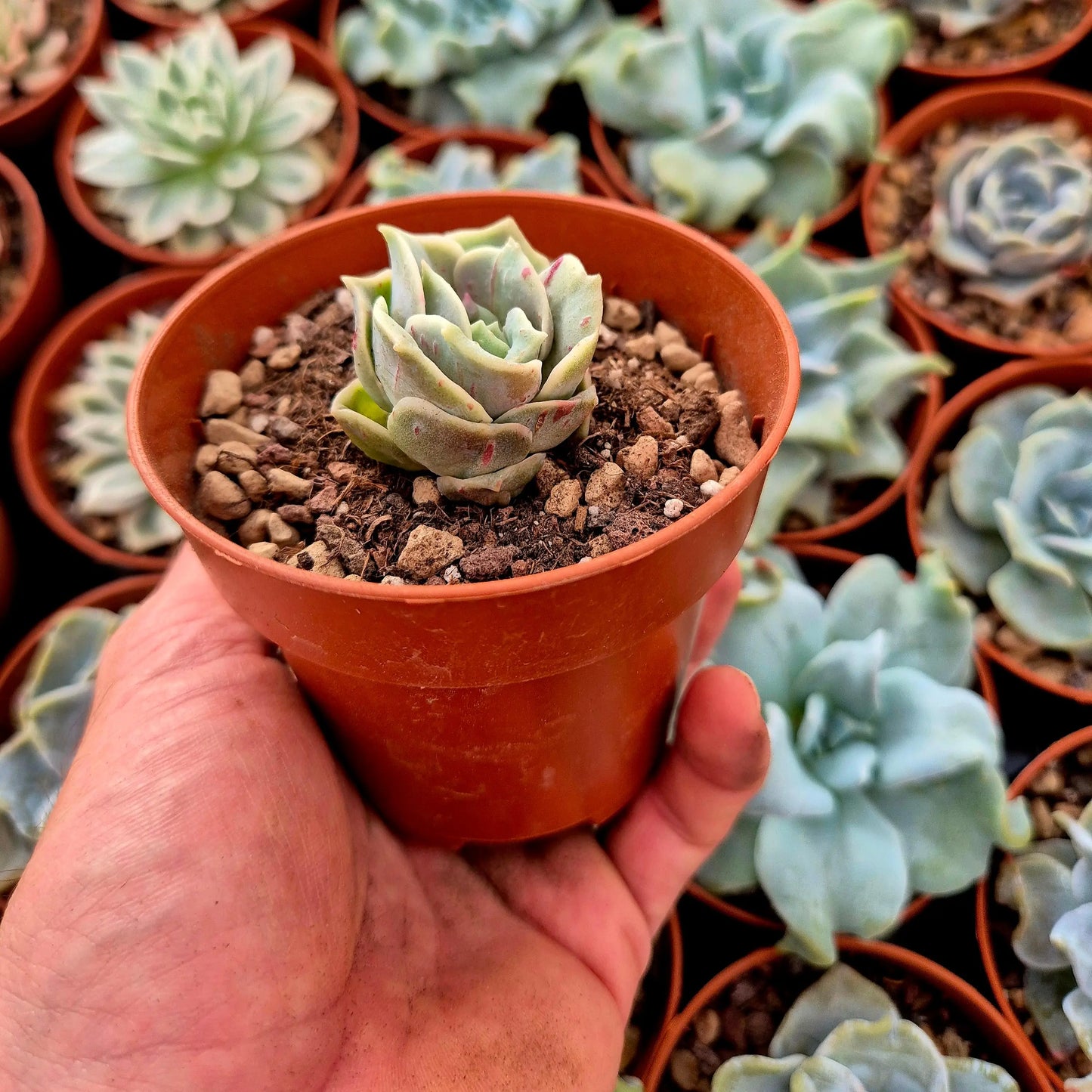 Graptoveria ’Lovely Rose’ blood