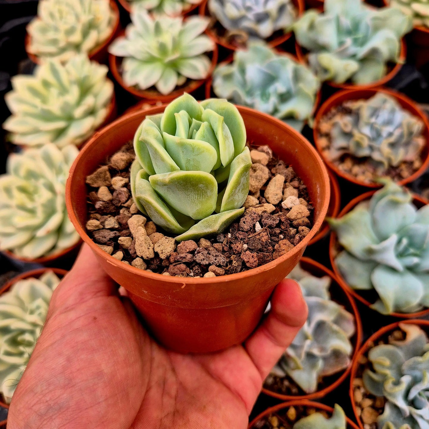 Graptoveria ’Lovely Rose’ bumps