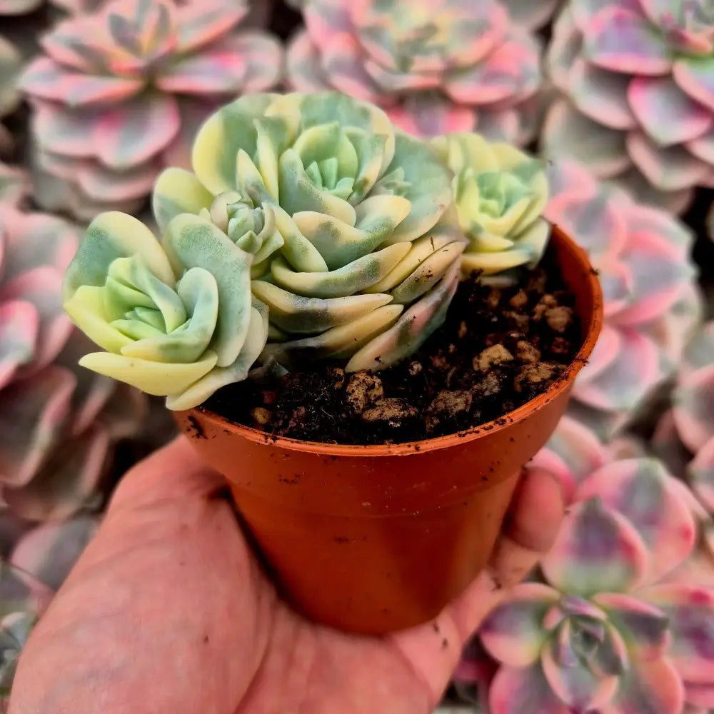 Graptoveria ’Lovely Rose’ variegada