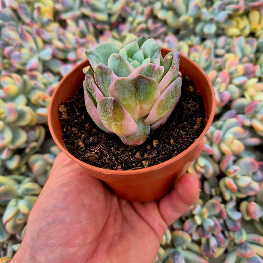 Graptoveria ’Lovely Rose’ variegada