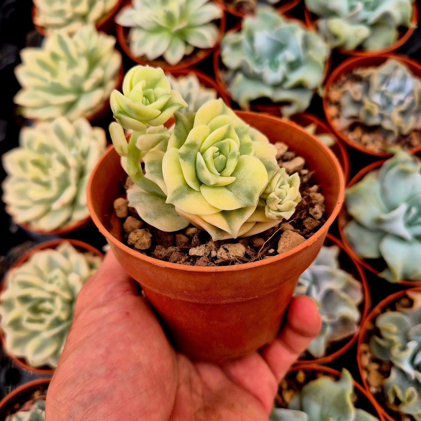 Graptoveria ’Lovely Rose’ variegada