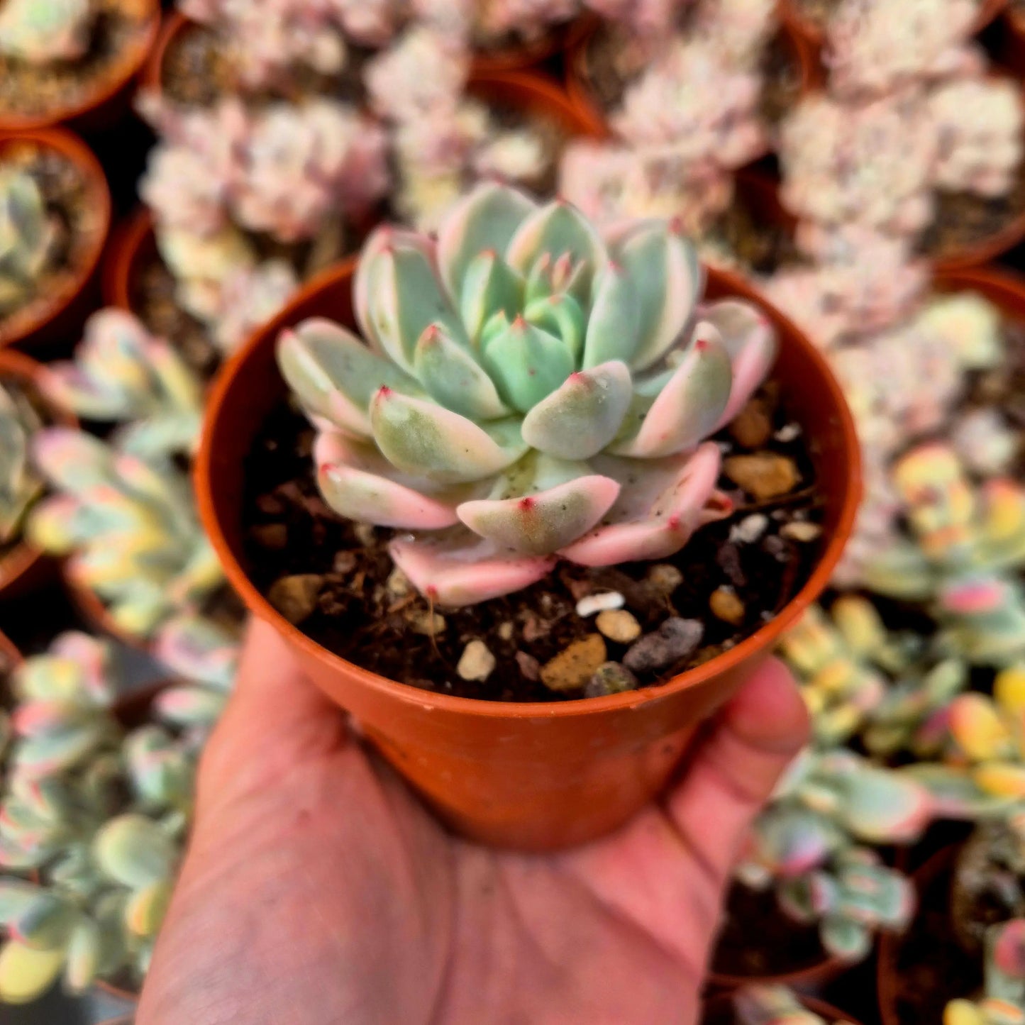 Graptoveria ’Pretty in Pink’ variegada